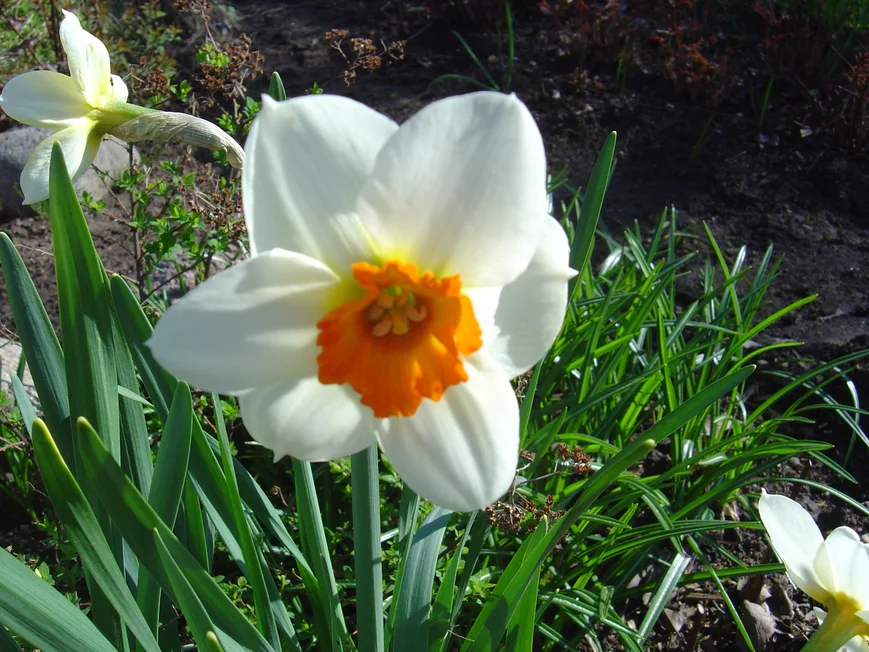 Нарцисс мелкокорончатый Barrett Browning. Продолжительность цветения 12-15 дней. Устойчив к болезням, хорошо размножается. Рекомендуется для выгонки в разные сроки и на срезку в открытом грунте.