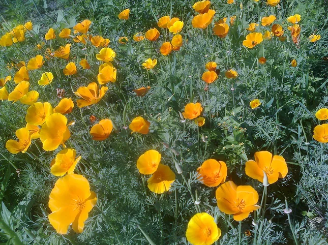 эшшольция(калифорнийский мак)