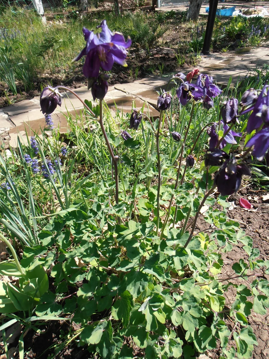 Из пышной розетки ажурных листьев появляются стебли высотой 30-50 см с крупными цветками сине-лилово-голубых тонов с коротким шпорцем. 