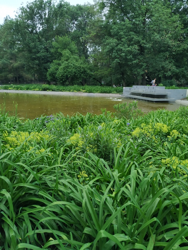 Лілійник біля пруда в парку Кракова