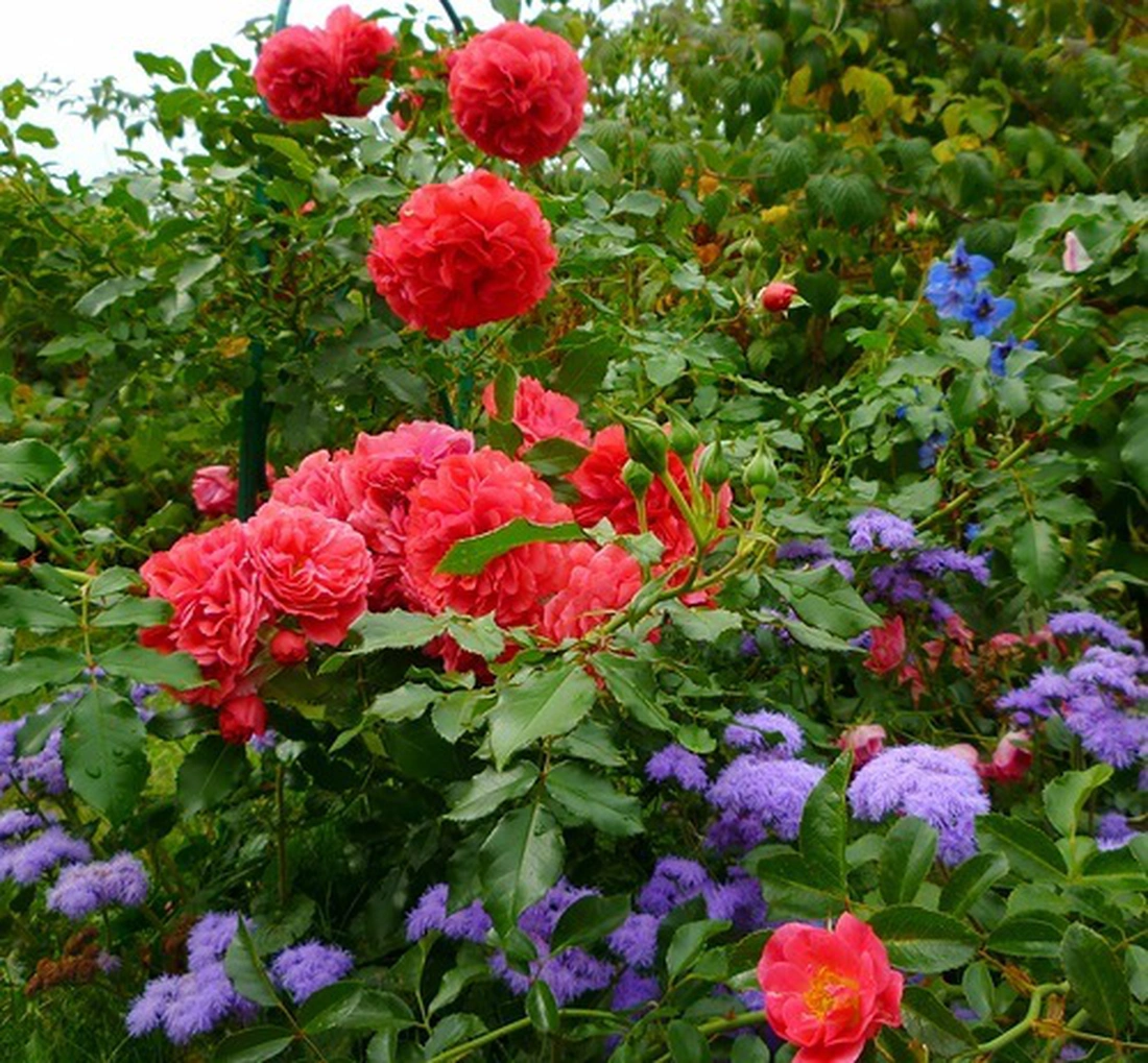 Розы в саду. Дача.