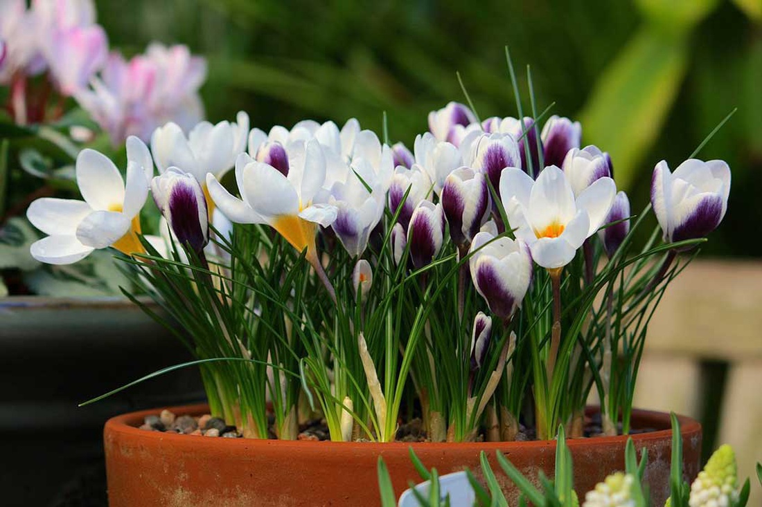 Шафран (Crocus) | Фото