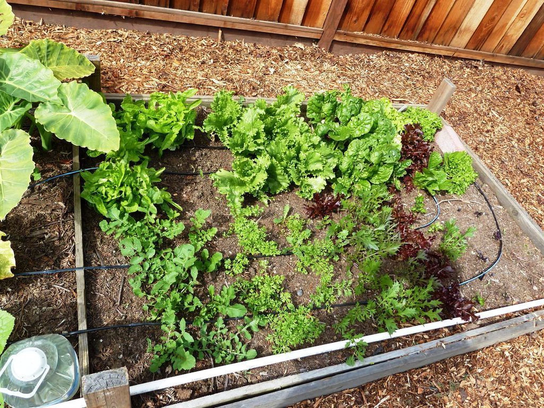 Здесь удобно выращивать зелень(редис, укроп, петрушку, салат).