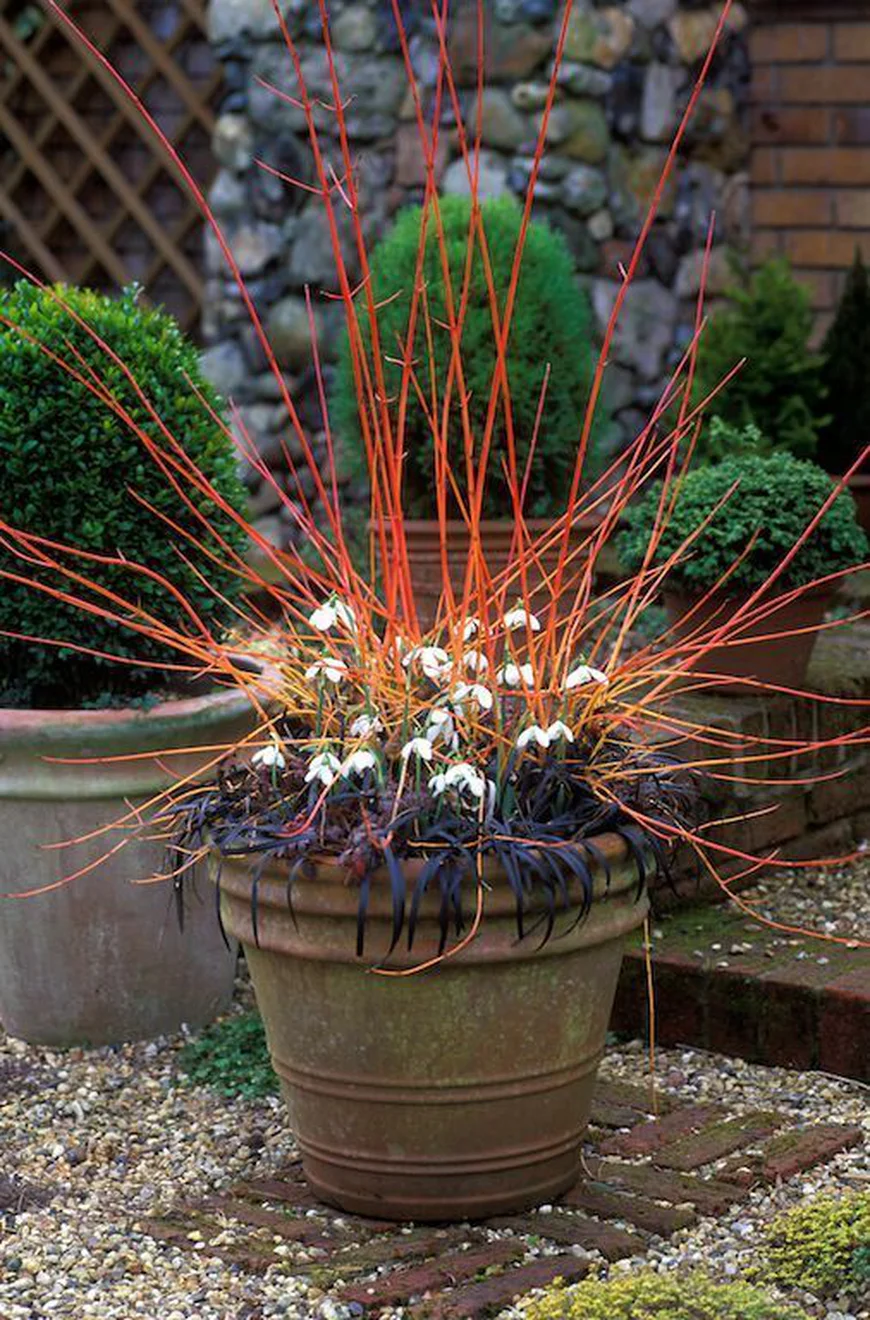 Эффектное растение в вазоне