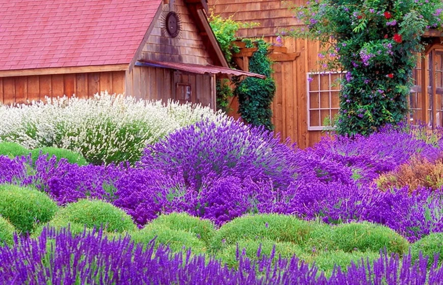 Лаванда біля дому Лаванда біля дому