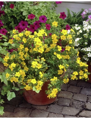 Лапчатка кустарниковая