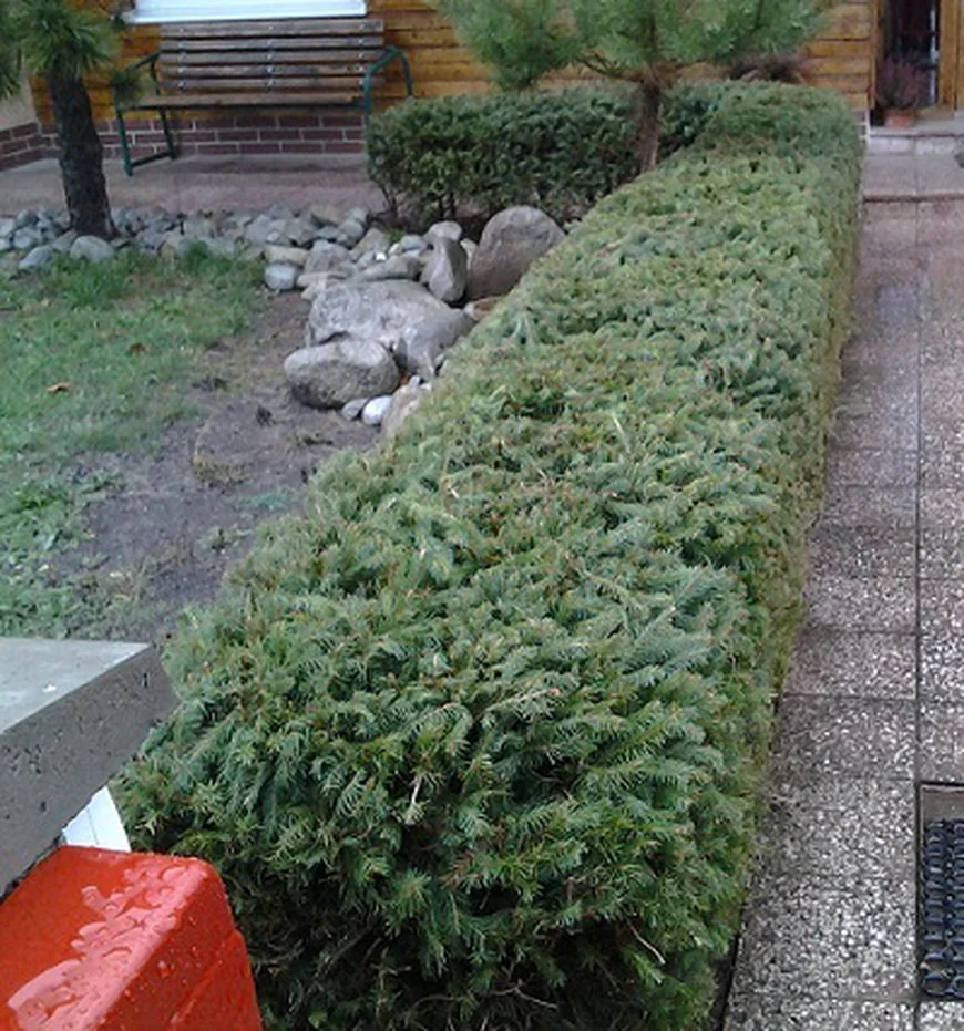 Бордюры выращивают из низкорослых и медленно растущих растений.