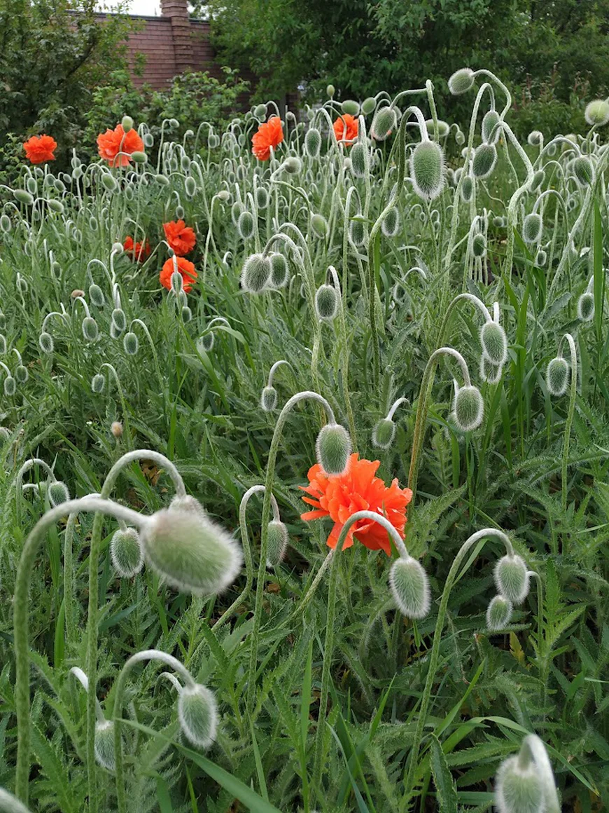 Мак у квітнику Мак у квітнику