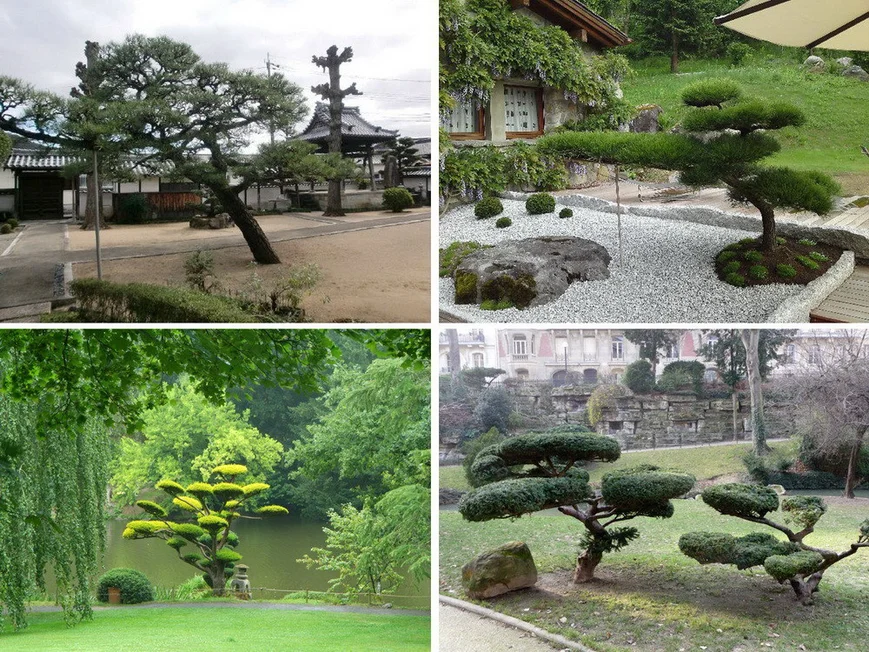 Оцените форму ствола и ветвей и, исходя и этого, выберите стиль для формирования ниваки Оцените форму ствола и ветвей и, исходя и этого, выберите стиль для формирования ниваки