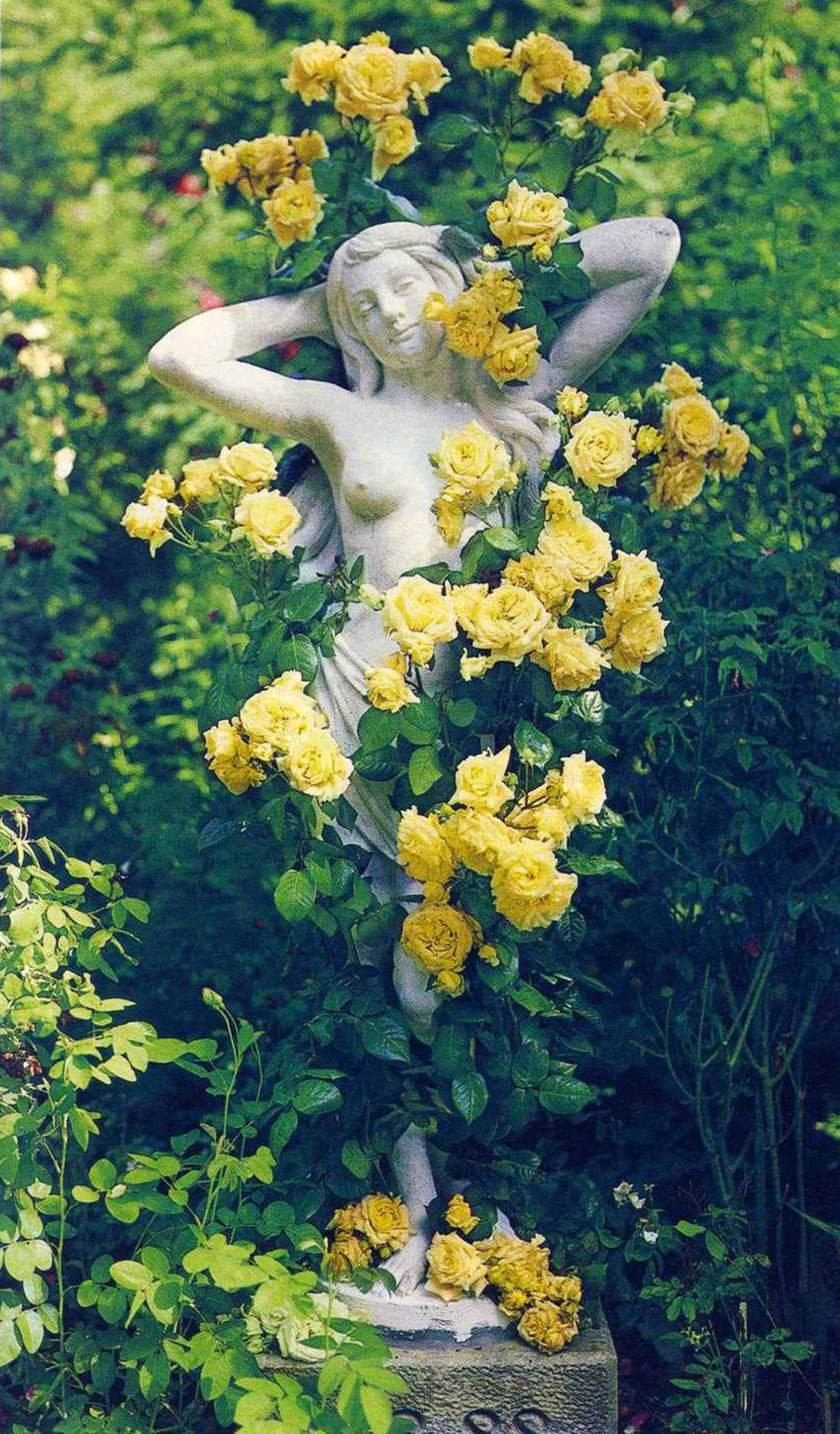 В саду классического стиля, в качестве опоры для плетистой розы часто используют садовые скульптуры и статуи, кованые элементы.
