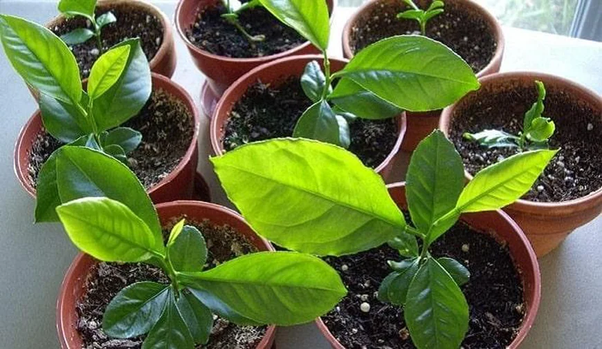 Как вырастить лимонное дерево в горшке