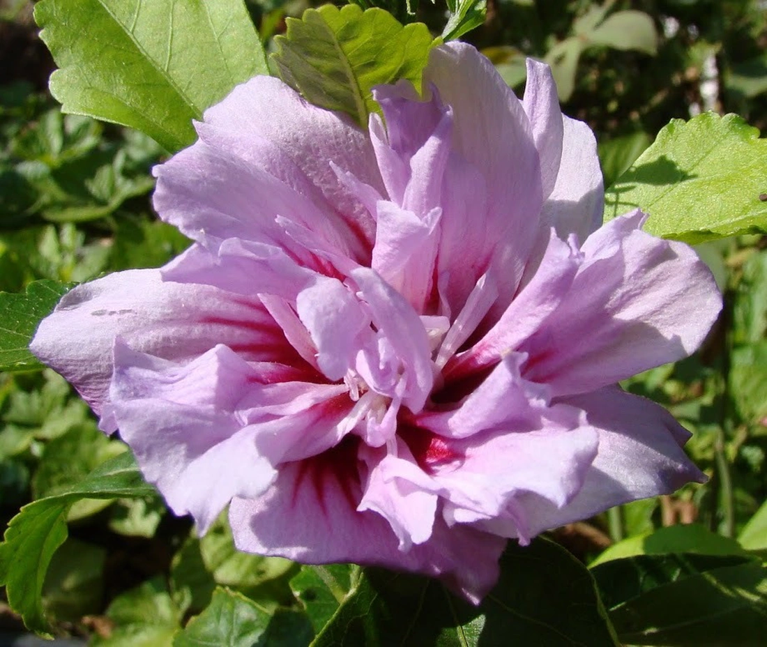  Цветы крупные - 12 см, напоминают цветы мальвы. Цветовая гамма от белого до фиолетового.