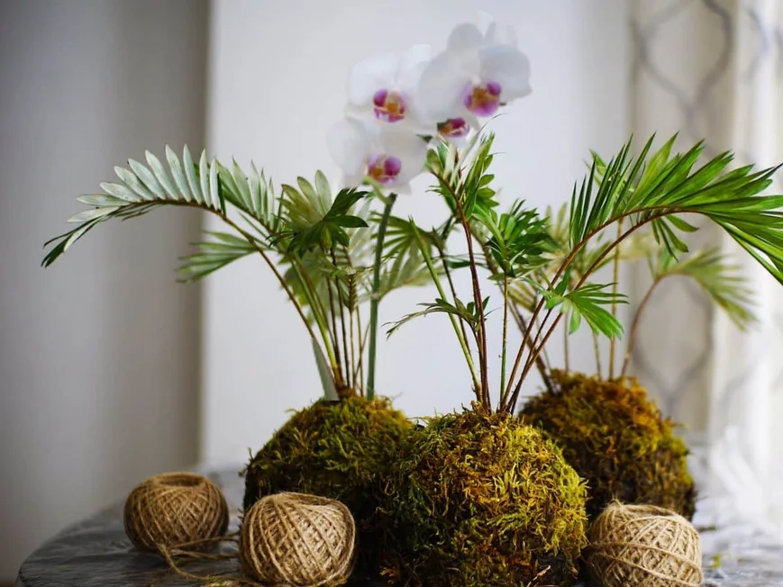 Kokedama Moss Ball .