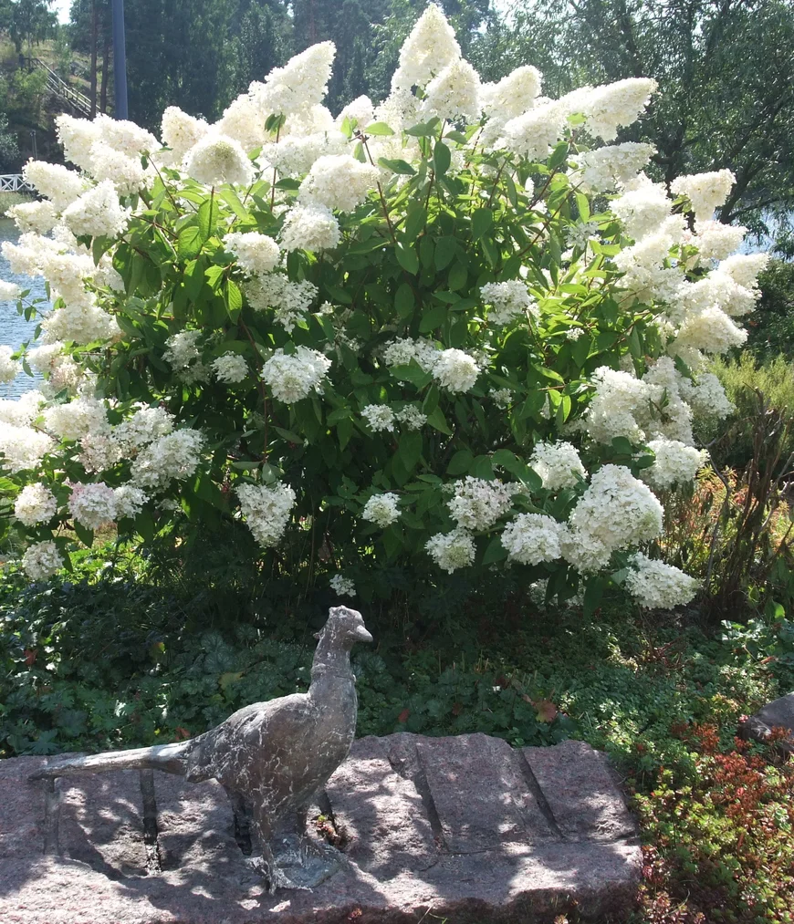 Гортензия метельчая