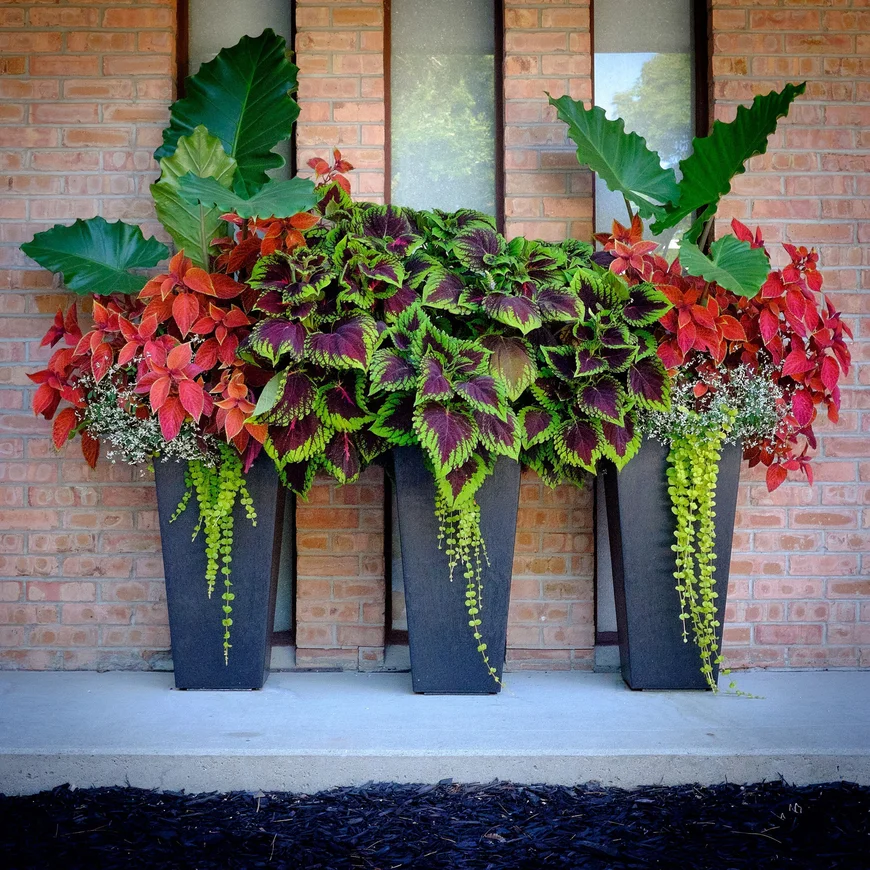 Яркие колеусы и алоказия