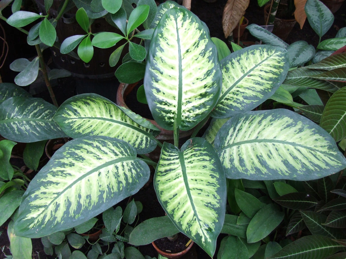 5 найпоширеніших кімнатних рослин, що можуть бути небезпечними - Дифенбахія (Dieffenbachia)