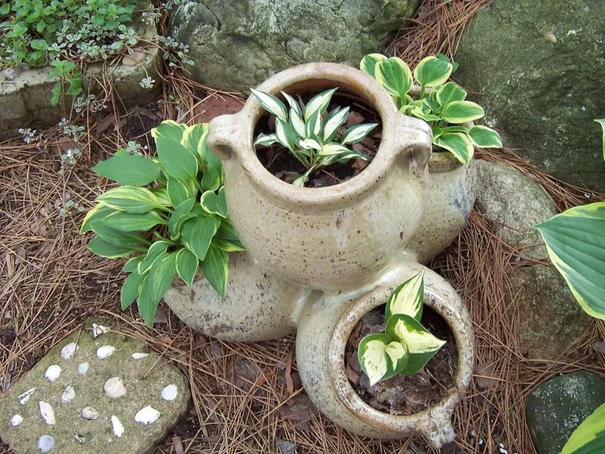 Мини хосты.