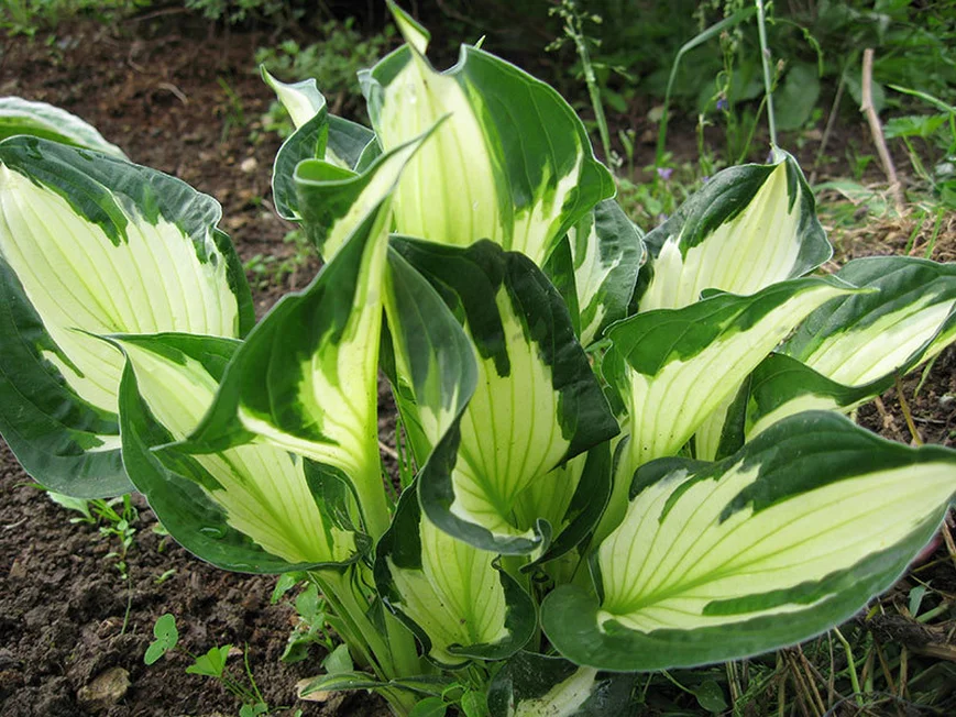 Хоста 'Whirlwind' ('Уирлвинд') средняя трехцветная хоста.