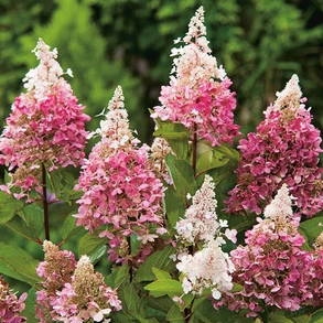 Гортензия метельчатая ‘Pinky Winky’, Hydrangea paniculata ‘Pinky Winky’