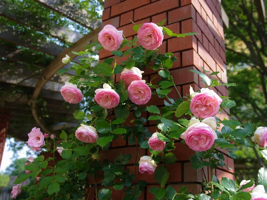 Гибкие ветви рамблера на кирпичной колонне