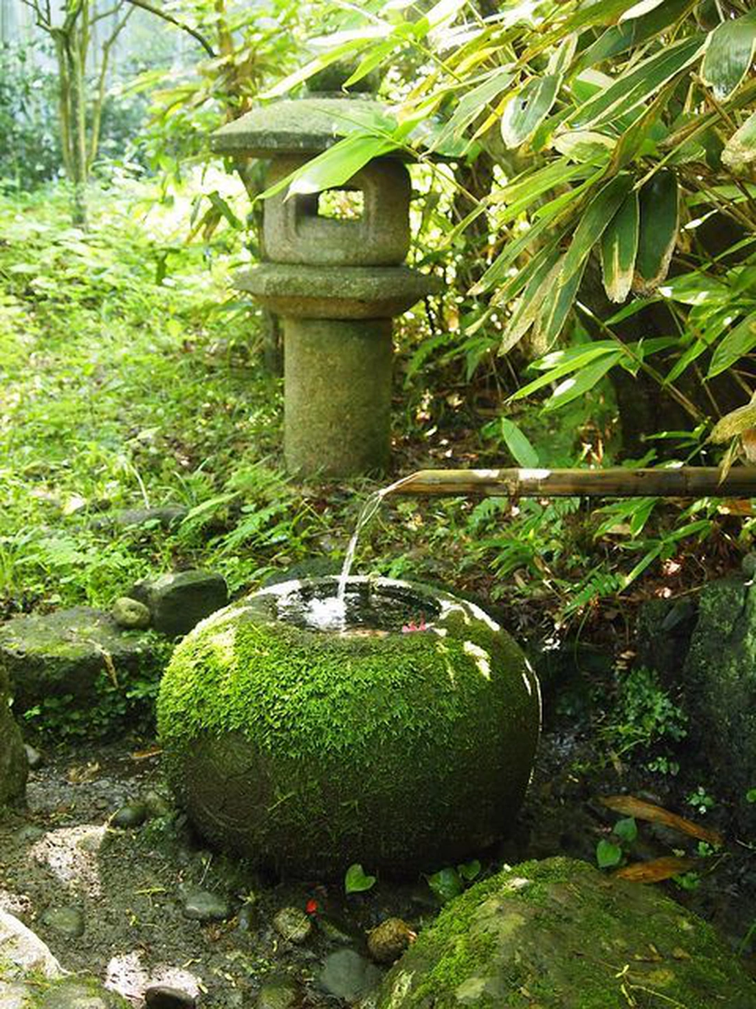 Moss in a Japanese garden