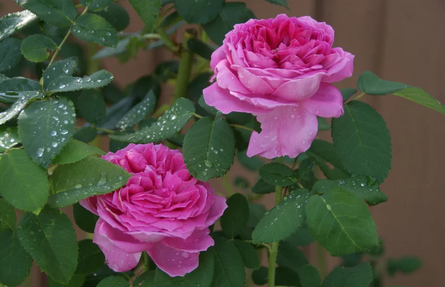 Роза в росе Роза в росе