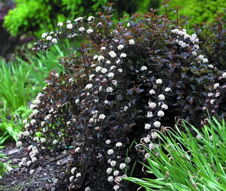 Пузыреплодник