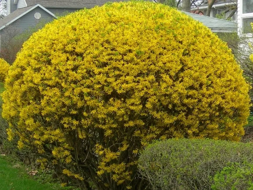 Форзиция. Легко поддается стрижке и быстро восстанавливается.