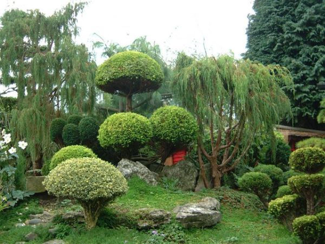 Ниваки - садовый бонсай