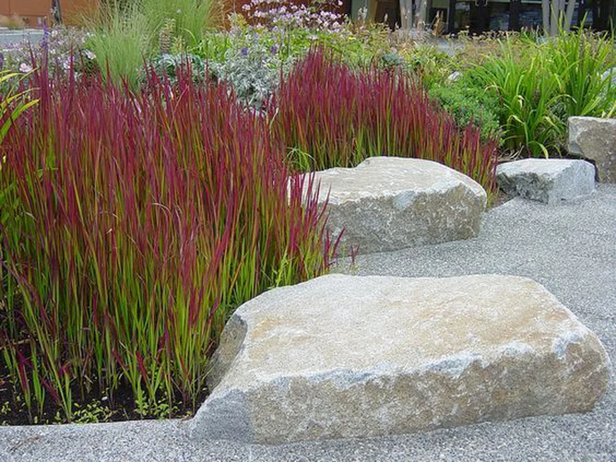 Императа цилиндрическая Red Baron