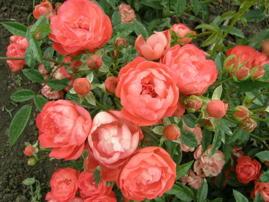 Полиантовые розы ORANGE MORSDAG