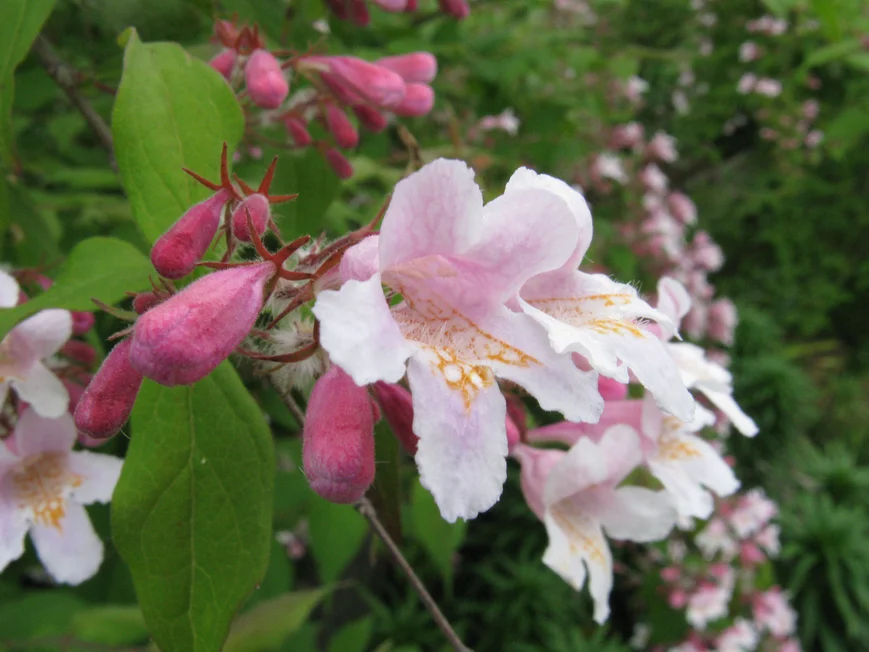 Кольквиция приятная (Kolkwitzia amabilis), листопадный кустарник, обильно цветущий колокольчатыми цветками