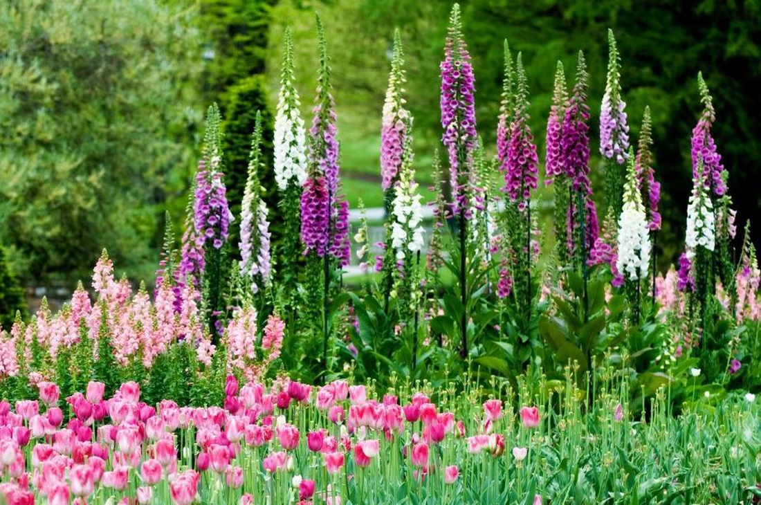 Такая комбинация цветов и растений характерна для свободной групповой посадки в саду природного типа.