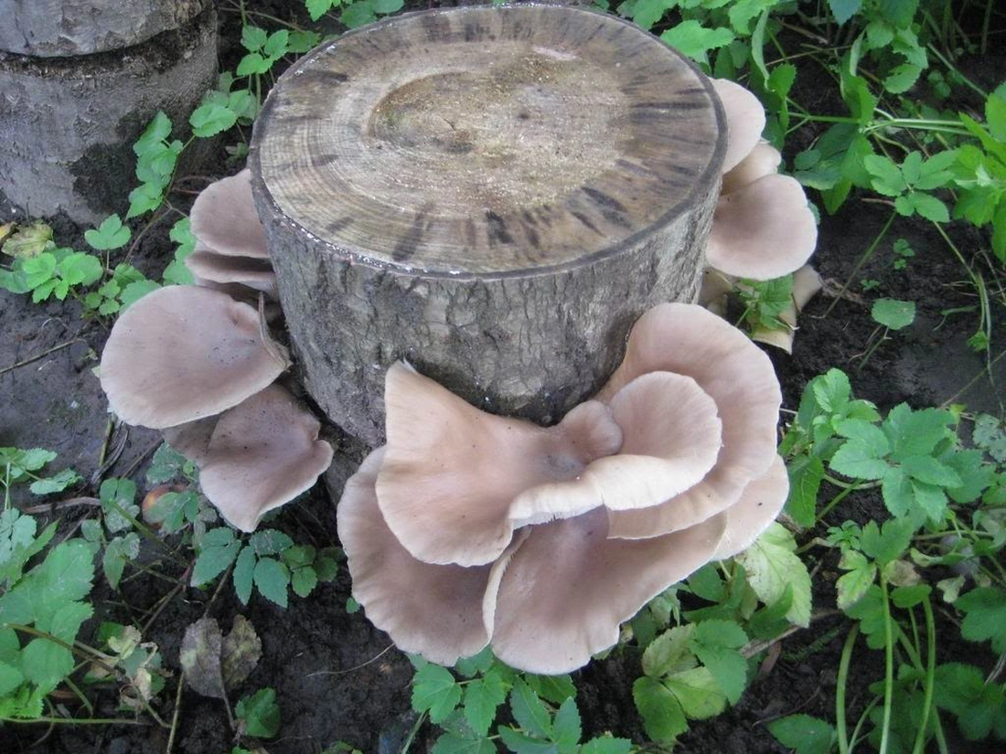 Выращивание грибов на пне