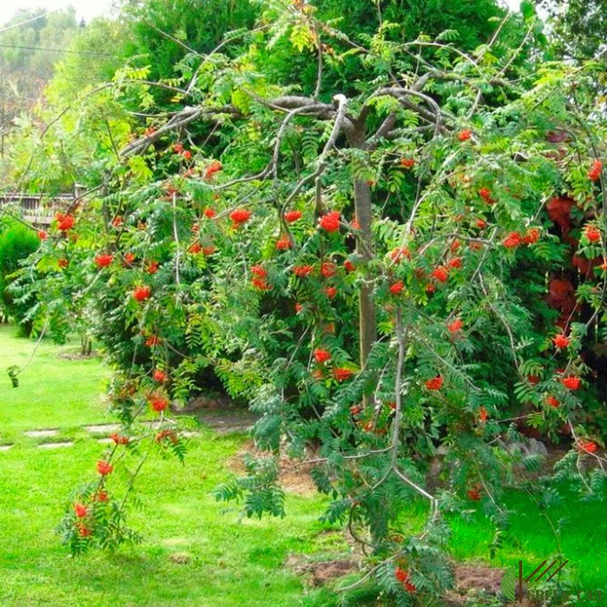 Рябина пендула