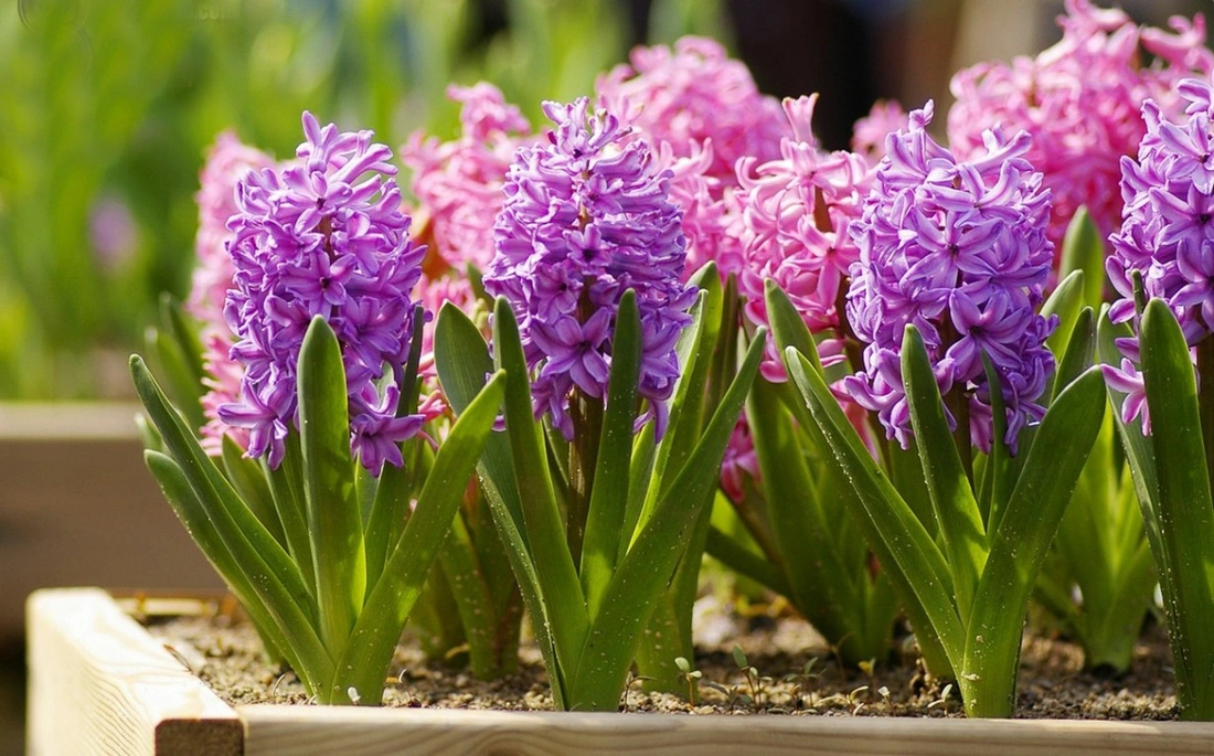 Гиацинты, как и многие весенние цветы, можно выращивать в самых разных горшках, плошках, контейнерах.