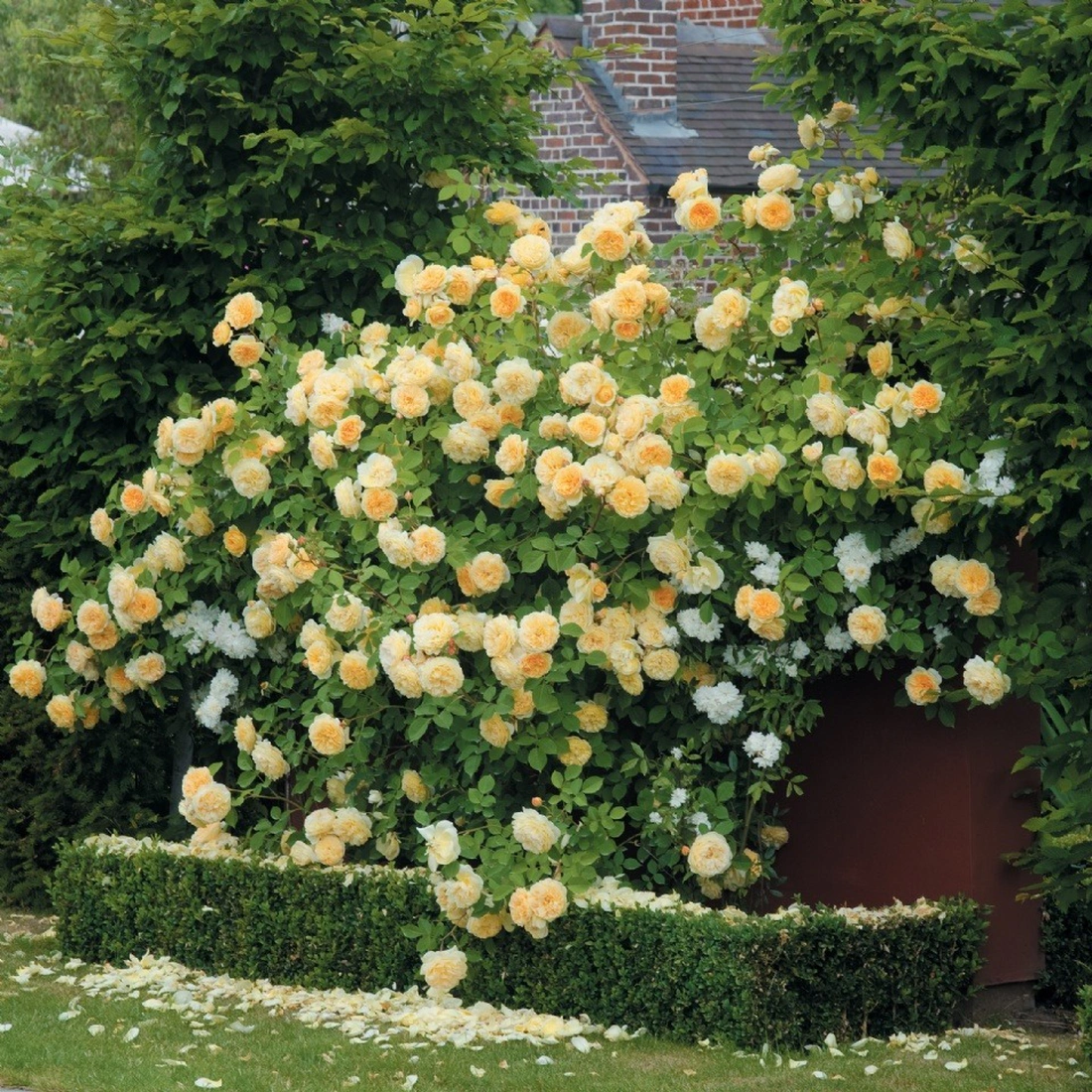 Пушистый куст плетистой розы поможет скрыть непрезентабельные хозяйственные постройки или вид за оградой.