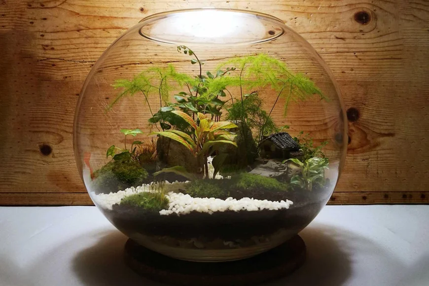 Які рослини підходять для флораріуму