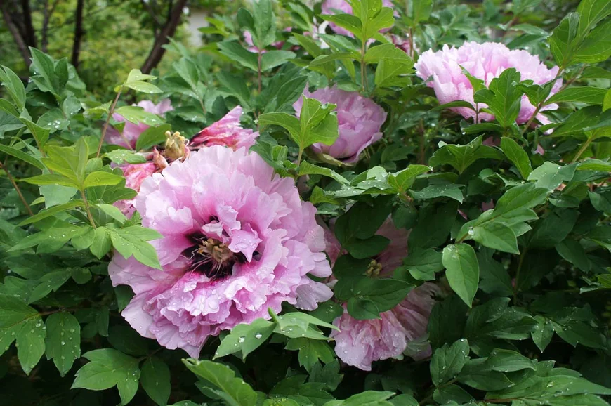 Древовидный пион Рока(Paeonia rockii)