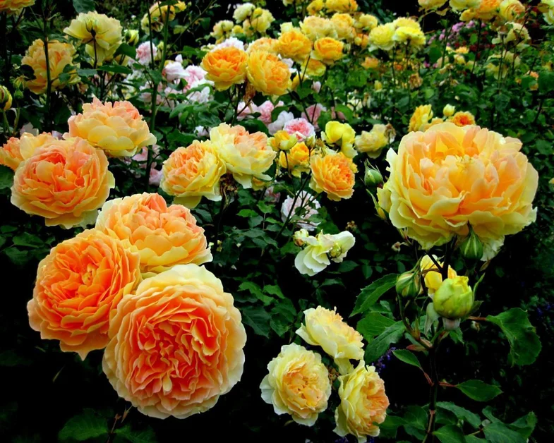 Розы в саду - обои и картинки на рабочий стол