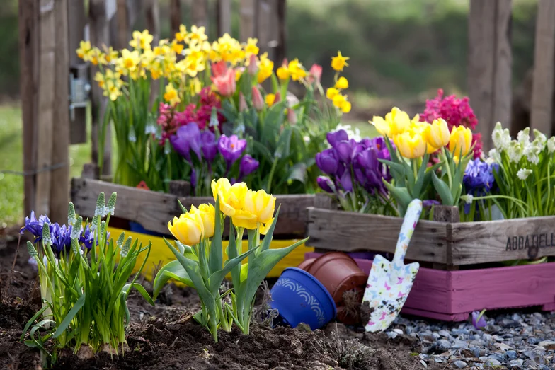 Нарциссы и тюльпаны в саду - красивые фото
