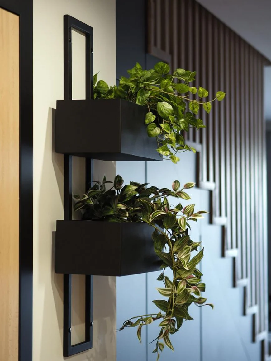 Розміщення рослин на стіні