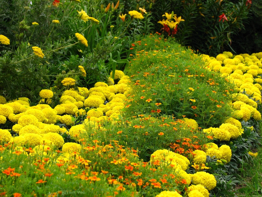 Разные растения в одном цвете