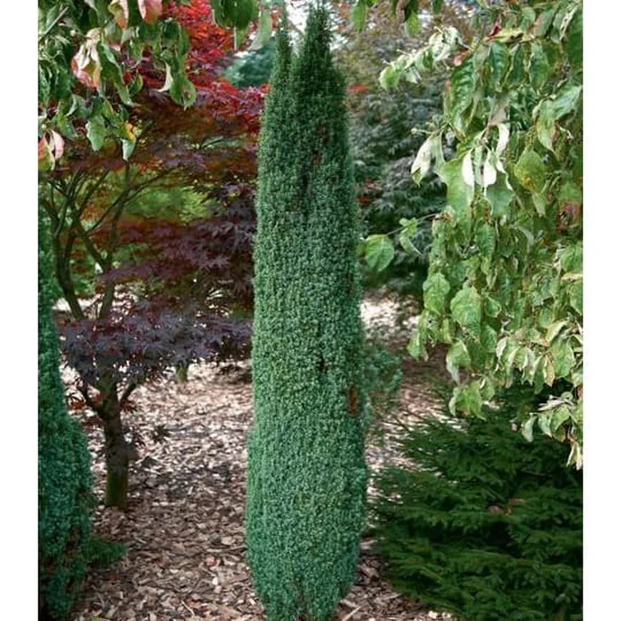 Можжевельник Виргинский