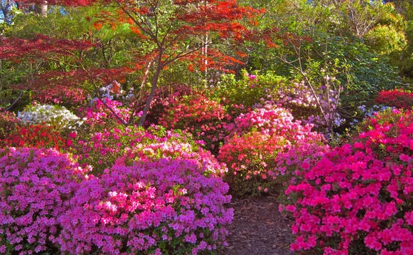 Цветущие рододендроны