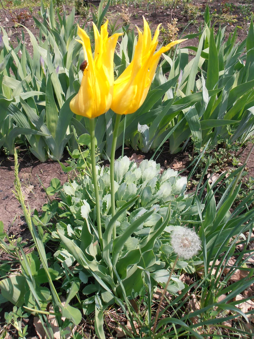 Тюльпаны - чемпионы по разнообразию расцветок и их комбинаций! 