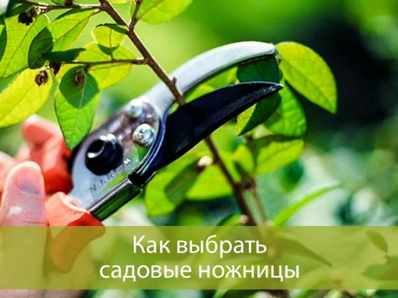 Как выбрать садовые ножницы: основные виды и сфера применения Как выбрать садовые ножницы: основные виды и сфера применения