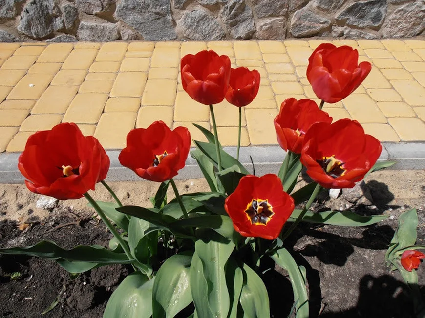 Укладка тротуарной плитки Укладка тротуарной плитки