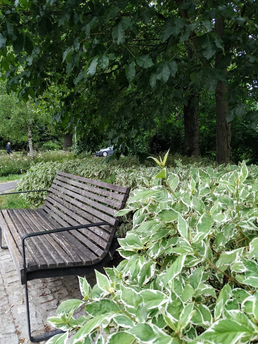 Бересклет на парковой аллее. Краков