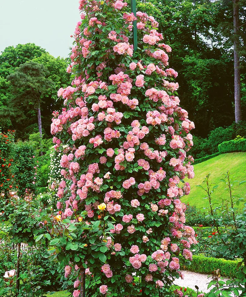 Вертикальное озеленение и плетистая роза